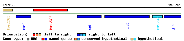 gene map