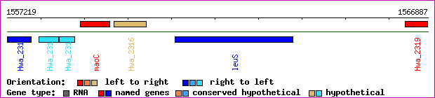 gene map