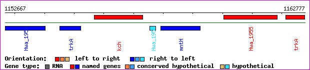 gene map
