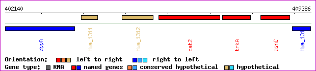 gene map
