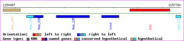 gene map