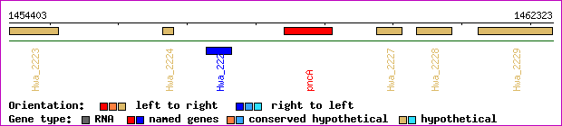 gene map
