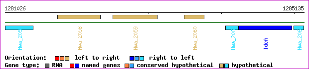 gene map