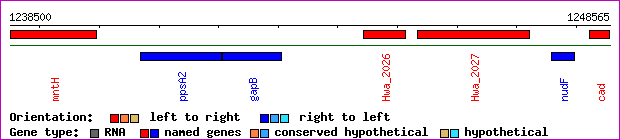 gene map