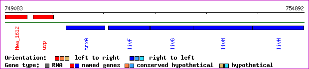 gene map
