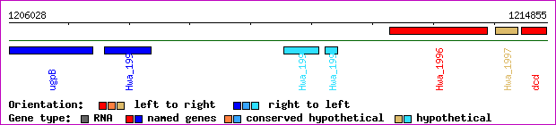 gene map