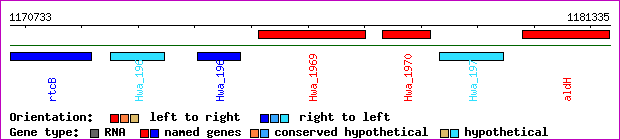 gene map