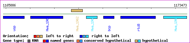 gene map