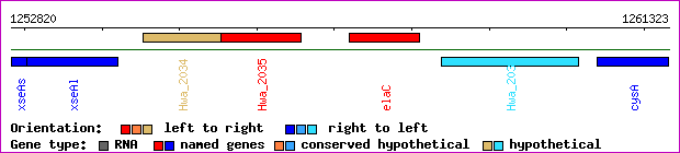 gene map