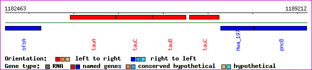 gene map