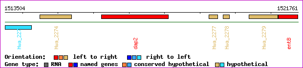 gene map