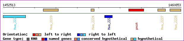 gene map