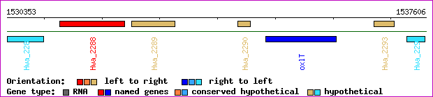 gene map