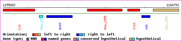 gene map