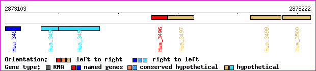 gene map