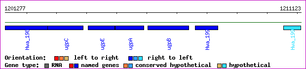 gene map
