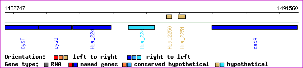 gene map