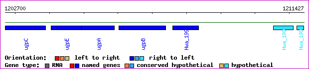 gene map