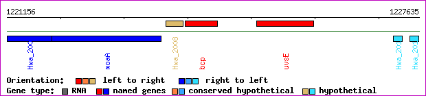 gene map