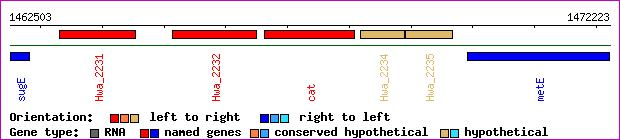 gene map