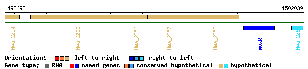 gene map