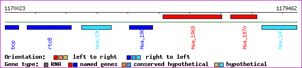 gene map