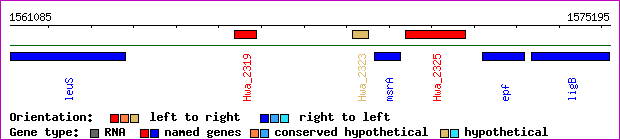 gene map