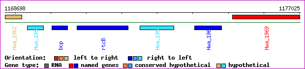 gene map