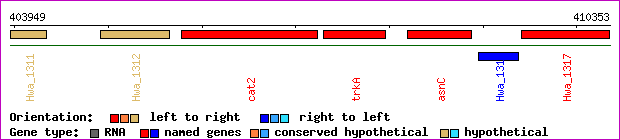 gene map