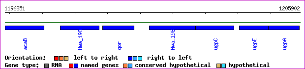 gene map