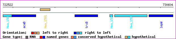 gene map