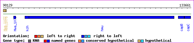 gene map