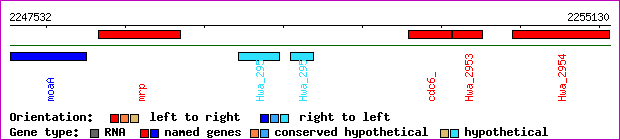 gene map