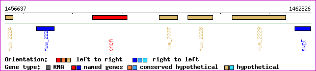 gene map