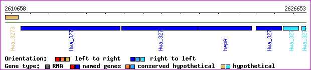 gene map