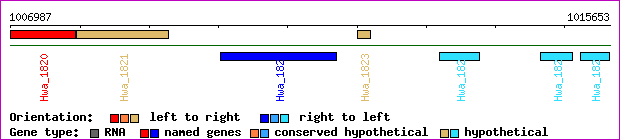 gene map