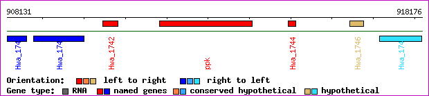 gene map
