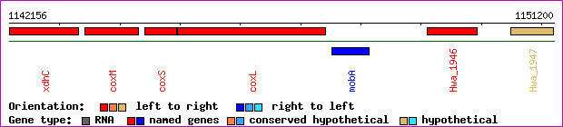 gene map