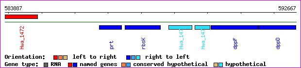 gene map