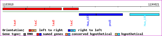 gene map