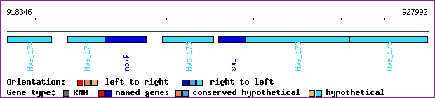gene map