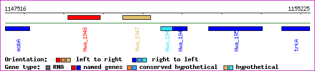 gene map
