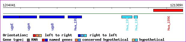 gene map