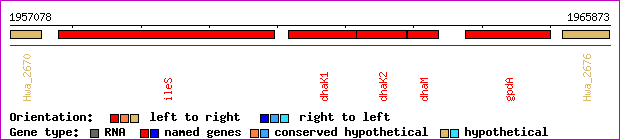 gene map