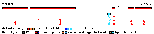 gene map