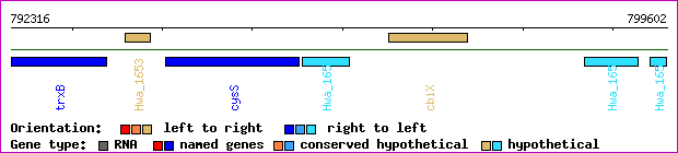 gene map