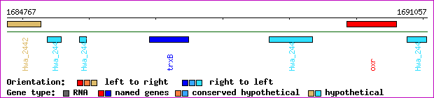 gene map