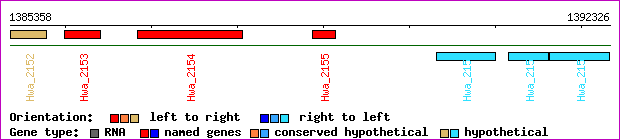 gene map