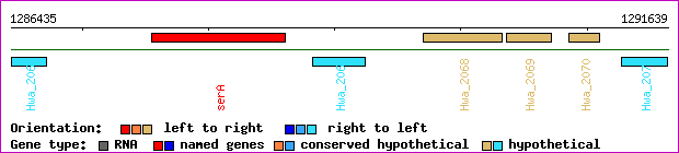 gene map