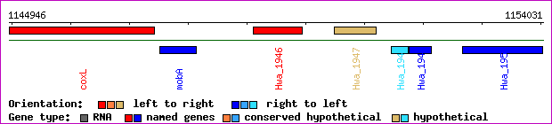 gene map